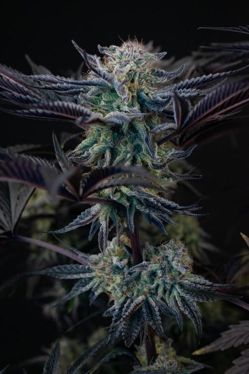 Bananakin Skywalker. Week 11