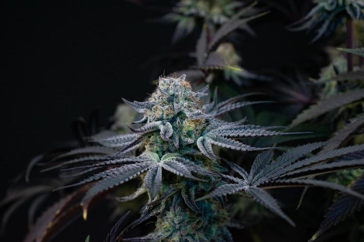 Bananakin Skywalker. Week 11