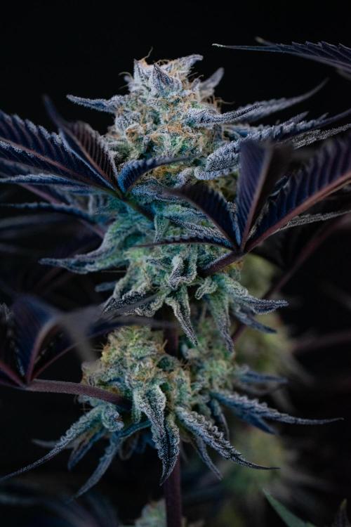 Bananakin Skywalker. Week 11