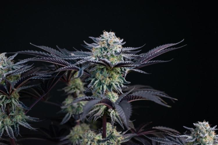 Bananakin Skywalker. Week 11