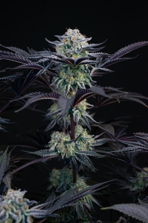 Bananakin Skywalker. Week 11