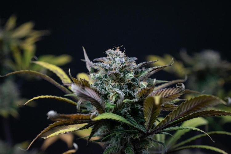 Monster Maker. Week 11