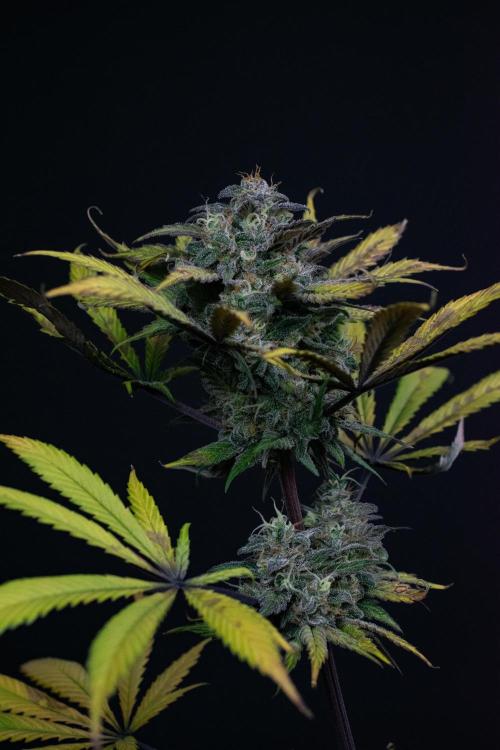 Monster Maker. Week 11