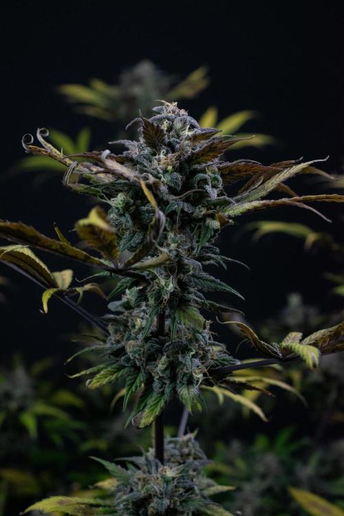 Monster Maker. Week 11