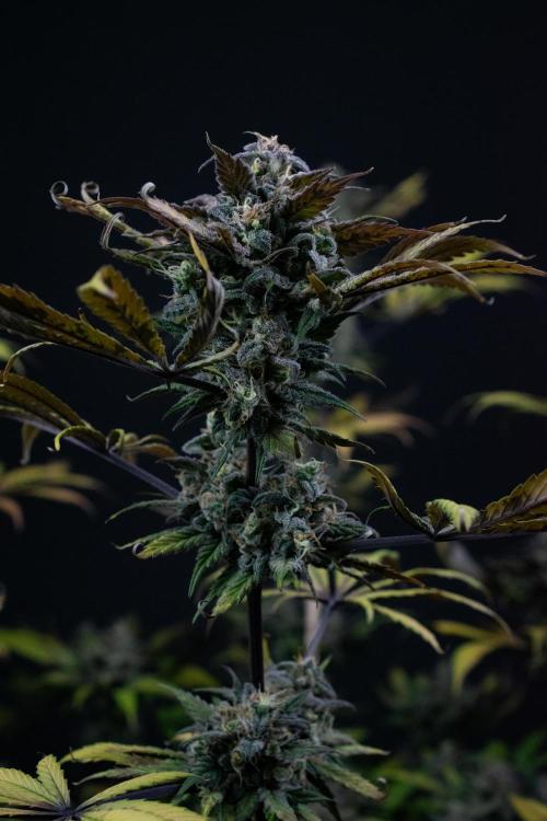 Monster Maker. Week 11