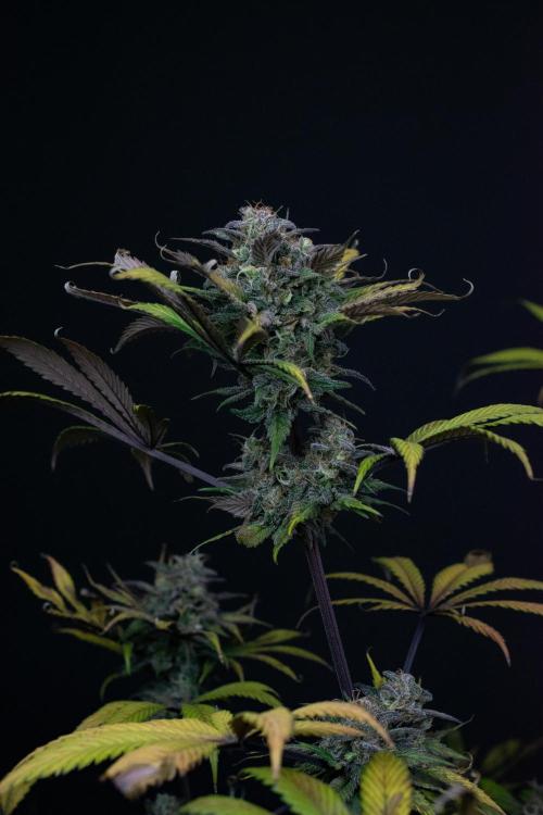 Monster Maker. Week 11