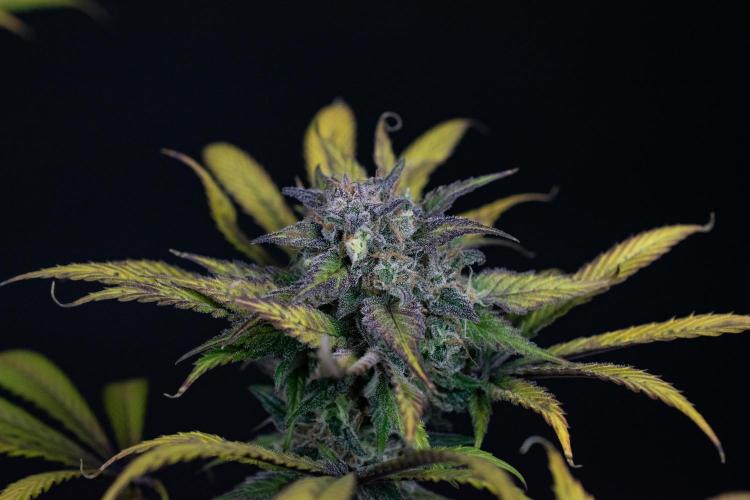 Monster Maker. Week 11