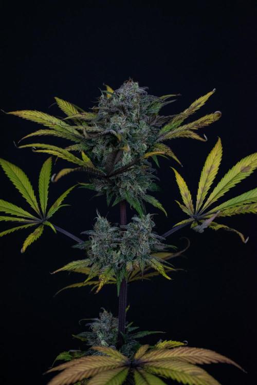 Monster Maker. Week 11