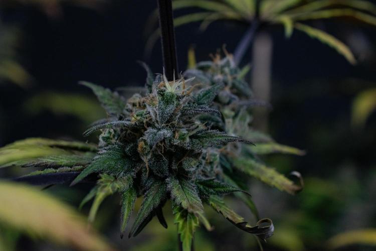 Monster Maker. Week 11