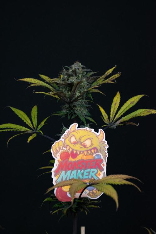 Monster Maker. Week 11