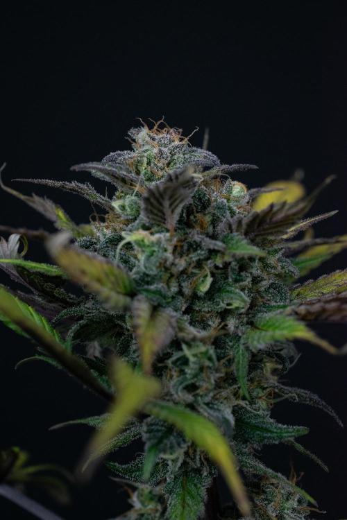 Monster Maker. Week 11