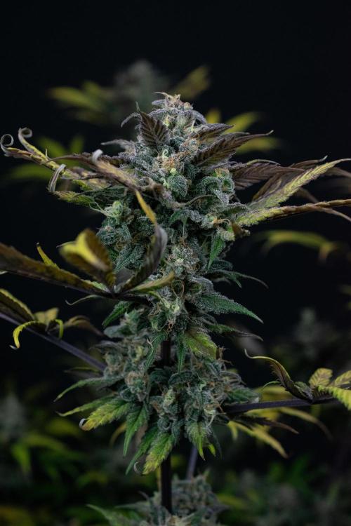 Monster Maker. Week 11