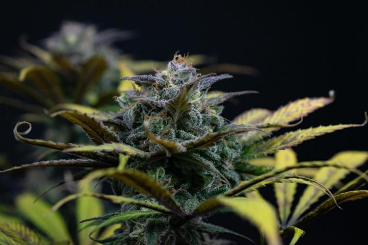 Monster Maker. Week 11