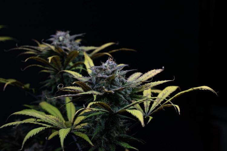 Monster Maker. Week 11