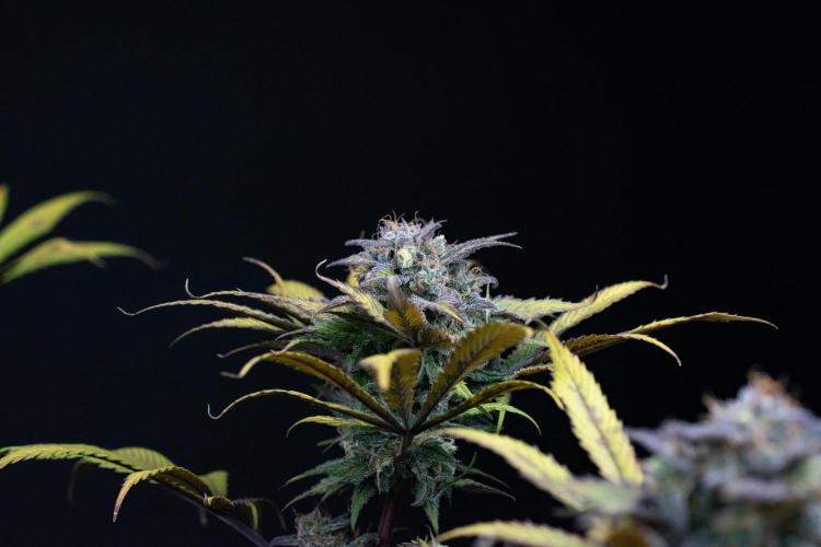 Monster Maker. Week 11