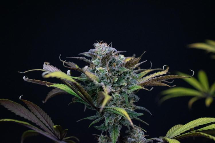 Monster Maker. Week 11