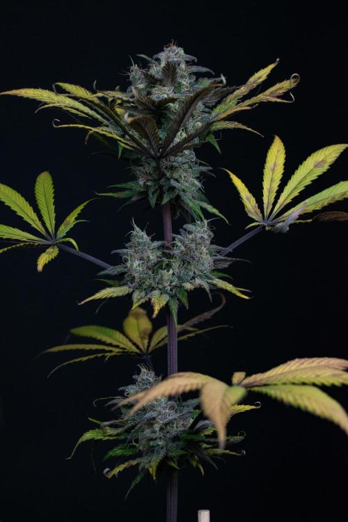 Monster Maker. Week 11