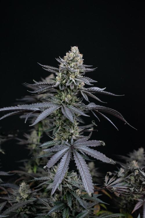 Biscotti Gelato. Week 15