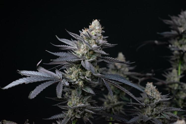 Biscotti Gelato. Week 15