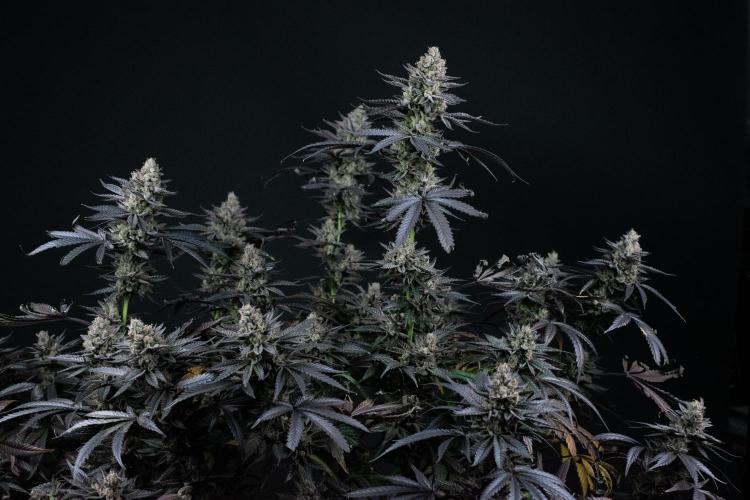 Biscotti Gelato. Week 15