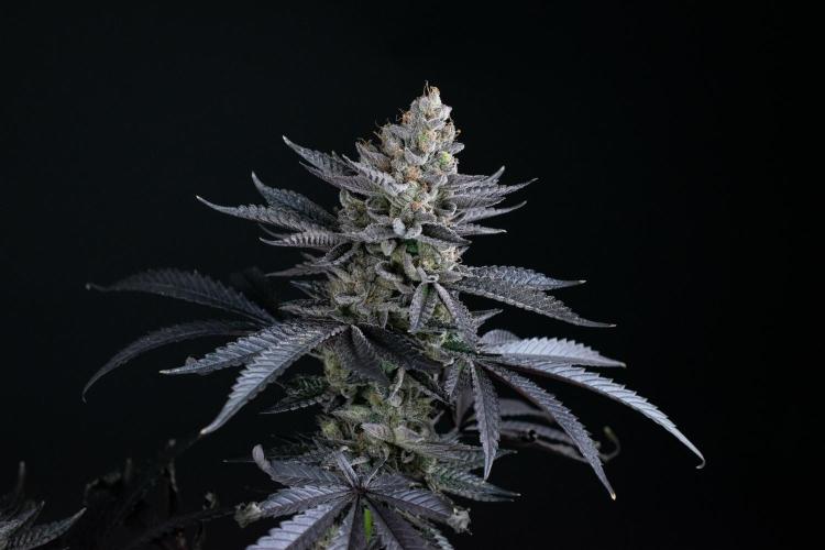 Biscotti Gelato. Week 15