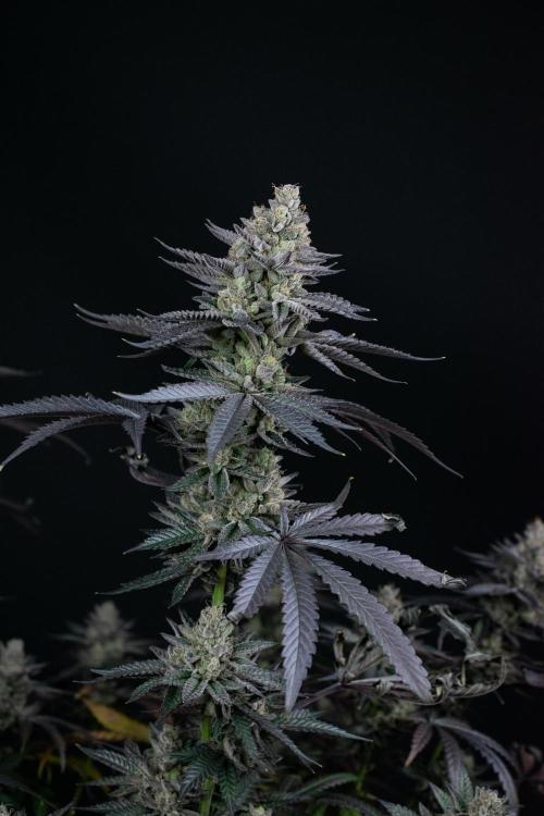 Biscotti Gelato. Week 15