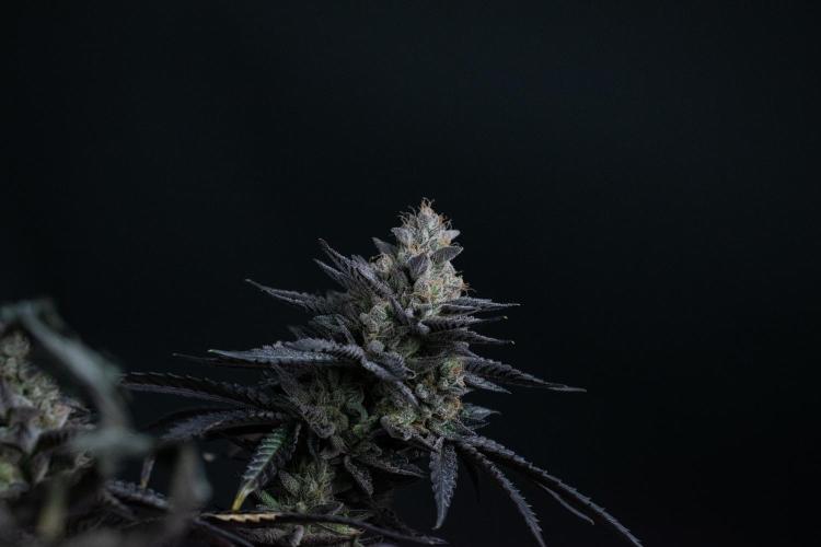 Biscotti Gelato. Week 15