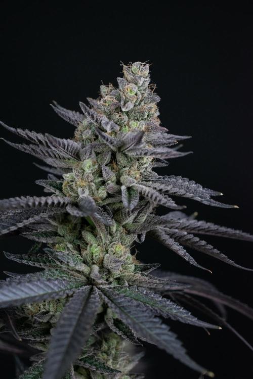 Biscotti Gelato. Week 15