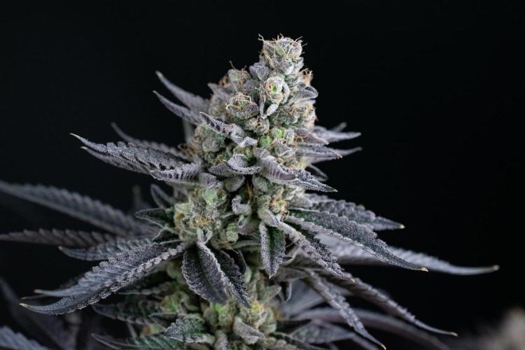 Biscotti Gelato. Week 15