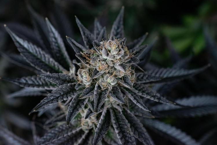 Biscotti Gelato. Week 15