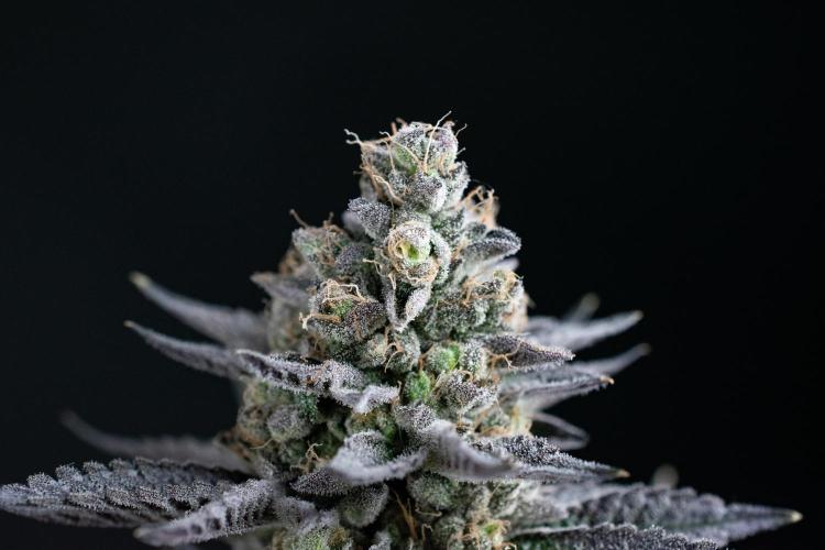 Biscotti Gelato. Week 15