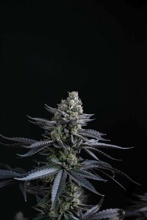 Biscotti Gelato. Week 15