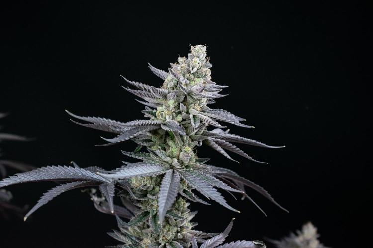 Biscotti Gelato. Week 15