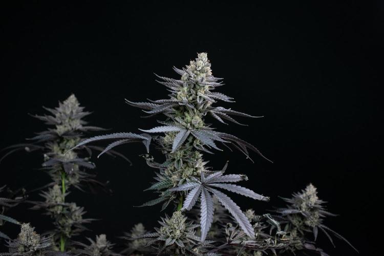 Biscotti Gelato. Week 15