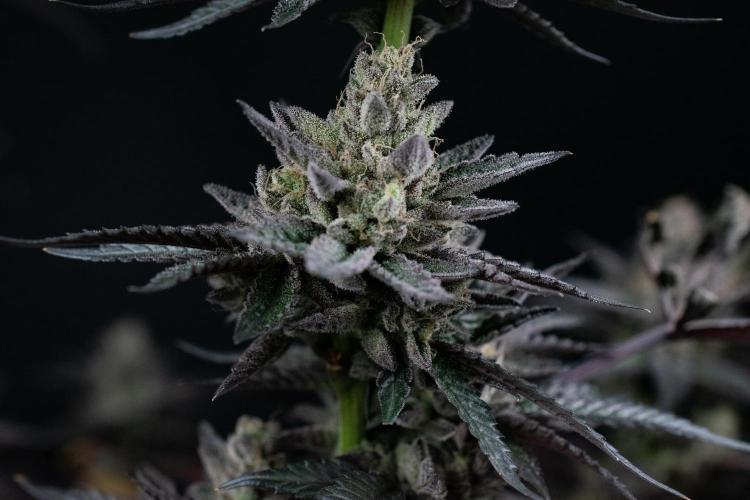 Biscotti Gelato. Week 15