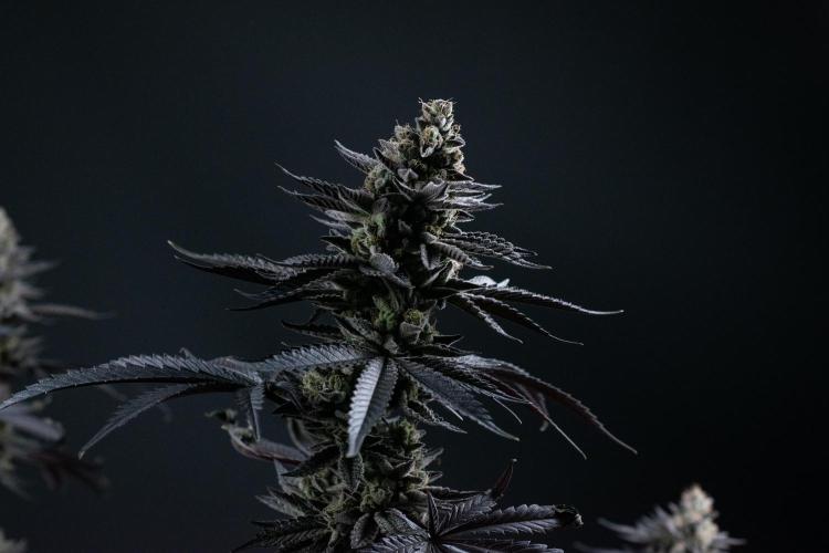 Biscotti Gelato. Week 15