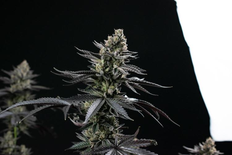 Biscotti Gelato. Week 15