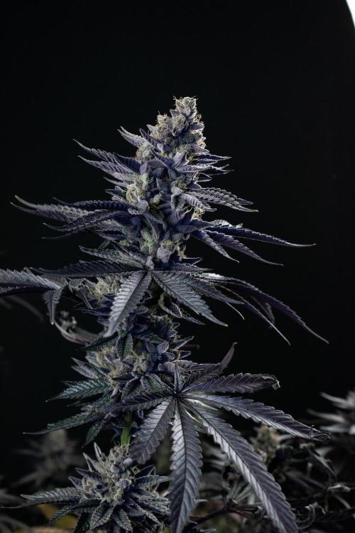 Biscotti Gelato. Week 15