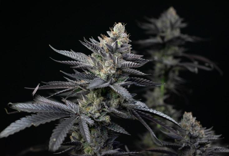 Biscotti Gelato. Week 15