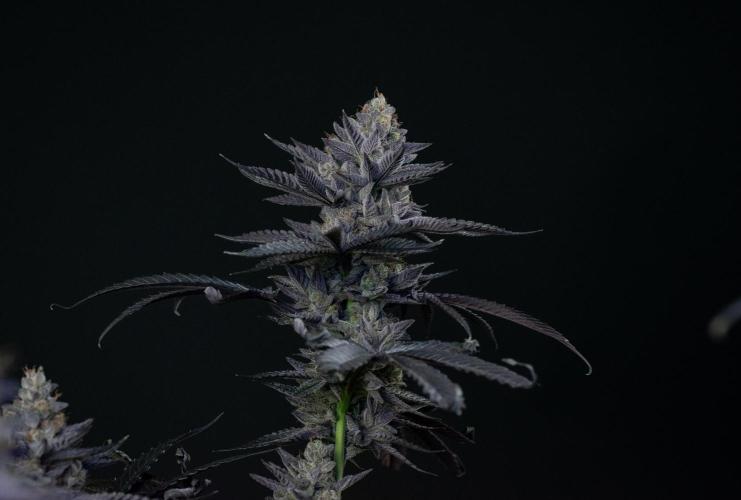 Biscotti Gelato. Week 15