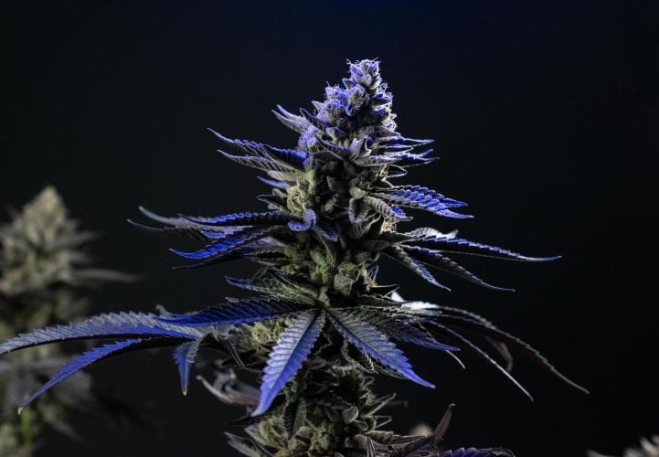 Biscotti Gelato. Week 15