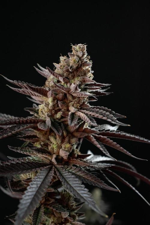 Biscotti Gelato. Week 15