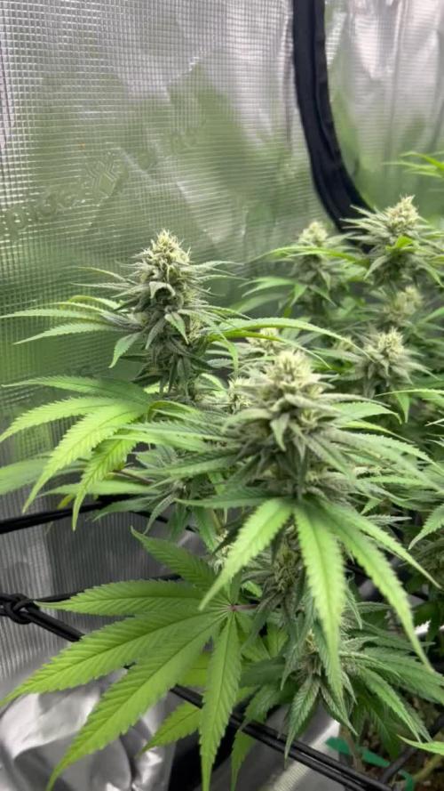 Royal Gorilla & Honey Cream (RQS)