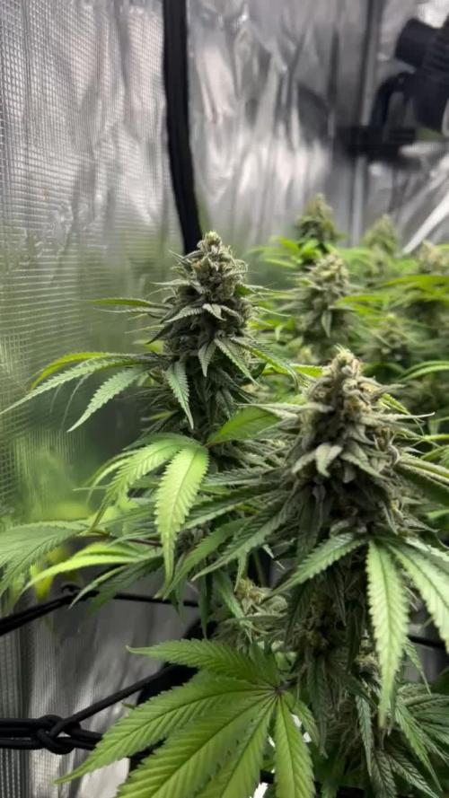 Royal Gorilla & Honey Cream (RQS)