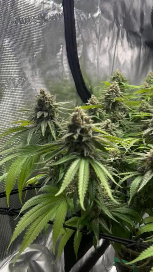 Royal Gorilla & Honey Cream (RQS)