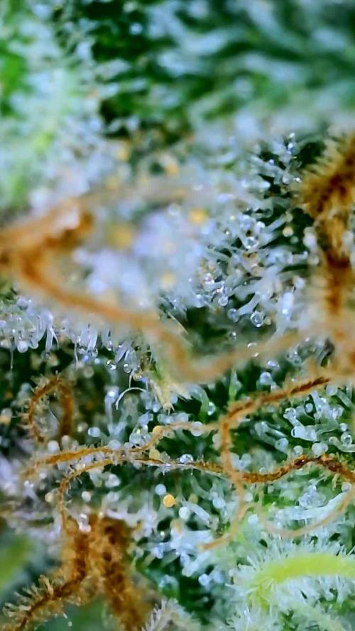 Royal Gorilla & Honey Cream (RQS)