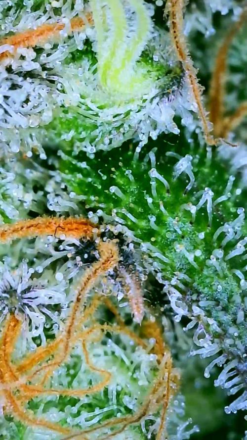 Royal Gorilla & Honey Cream (RQS)