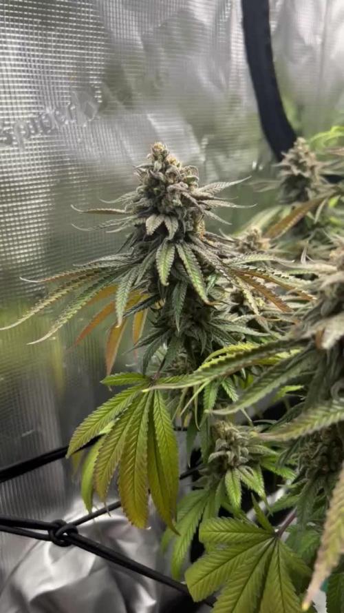 Royal Gorilla & Honey Cream (RQS)