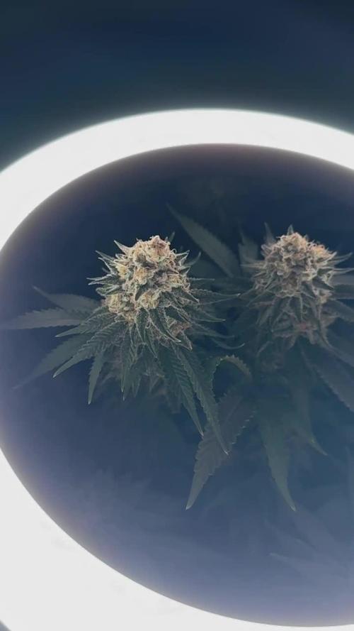 Royal Gorilla & Honey Cream (RQS)
