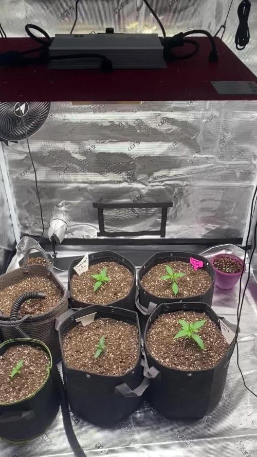 Mephisto Grow